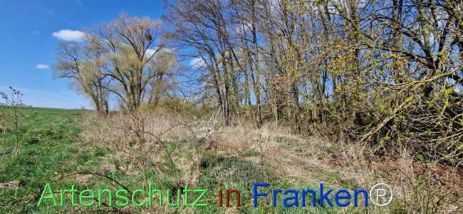 © Artenschutz in Franken® Bild zum Eintrag (1123439-160)