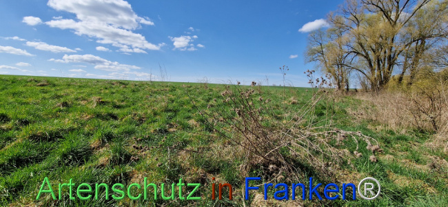 © Artenschutz in Franken® Bild zum Eintrag (1123440-160)