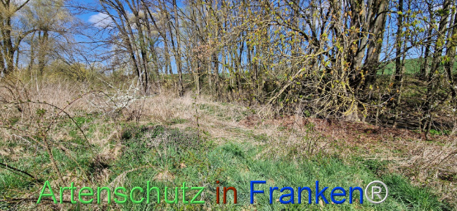 © Artenschutz in Franken® Bild zum Eintrag (1123442-160)