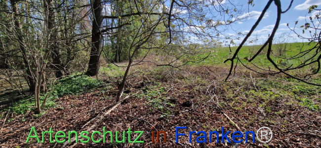 © Artenschutz in Franken® Bild zum Eintrag (1123443-160)