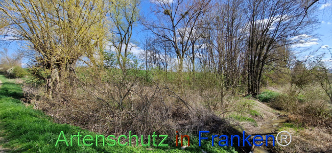© Artenschutz in Franken® Bild zum Eintrag (1123444-160)