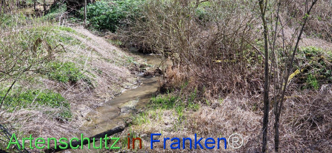© Artenschutz in Franken® Bild zum Eintrag (1123445-160)