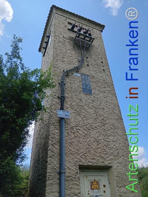 © Artenschutz in Franken® Bild zum Eintrag (1123508-160)