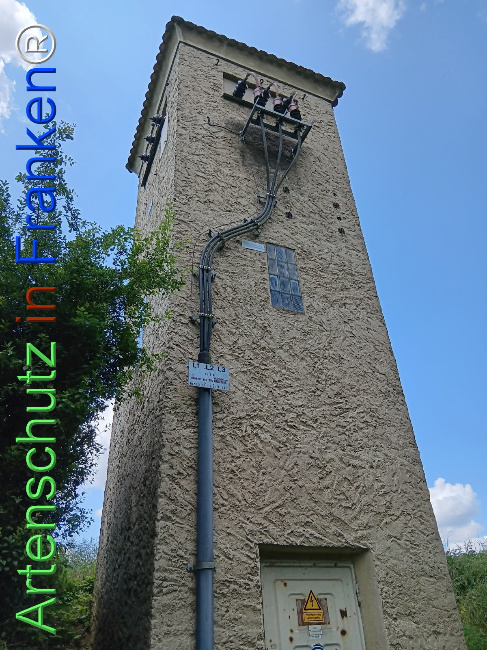 © Artenschutz in Franken® Bild zum Eintrag (1123509-160)