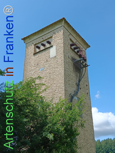 © Artenschutz in Franken® Bild zum Eintrag (1123513-160)