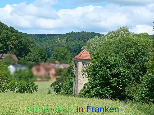 Bild zum Eintrag (1123516-160)