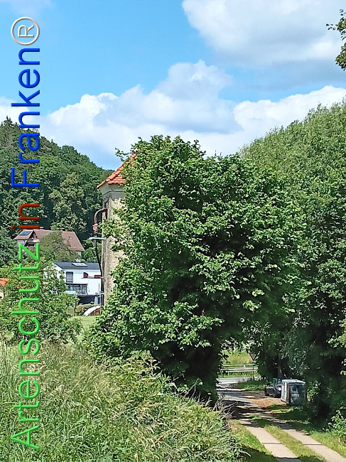 Bild zum Eintrag (1123517-160)