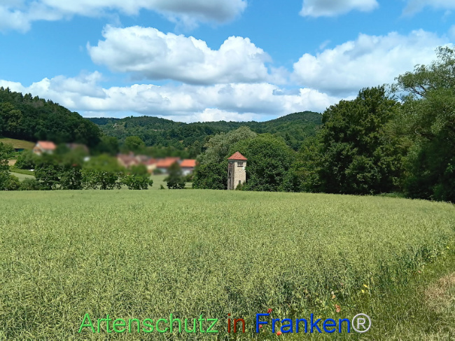Bild zum Eintrag (1123519-160)