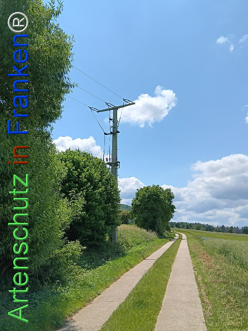 © Artenschutz in Franken® Bild zum Eintrag (1123521-160)