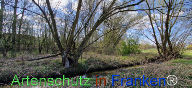 © Artenschutz in Franken® Bild zum Eintrag (1123671-160)