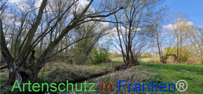 © Artenschutz in Franken® Bild zum Eintrag (1123672-160)
