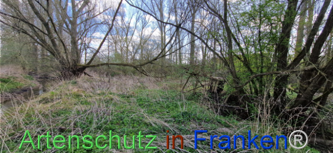 © Artenschutz in Franken® Bild zum Eintrag (1123673-160)