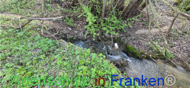 © Artenschutz in Franken® Bild zum Eintrag (1123674-160)