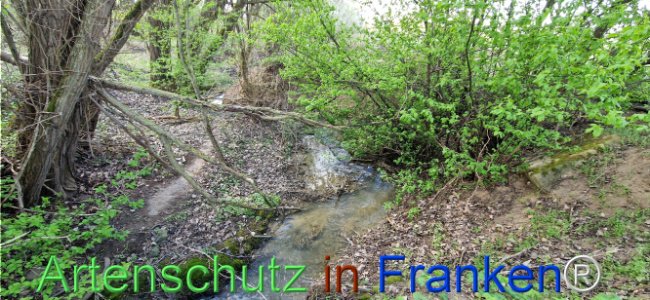 © Artenschutz in Franken® Bild zum Eintrag (1123675-160)