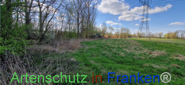 © Artenschutz in Franken® Bild zum Eintrag (1123676-160)