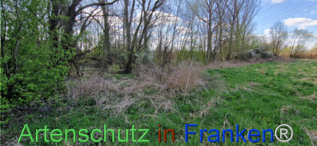 © Artenschutz in Franken® Bild zum Eintrag (1123677-160)