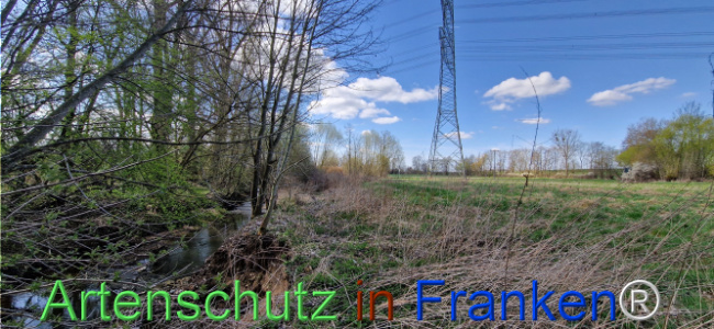 © Artenschutz in Franken® Bild zum Eintrag (1123678-160)