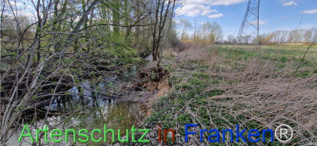 © Artenschutz in Franken® Bild zum Eintrag (1123679-160)