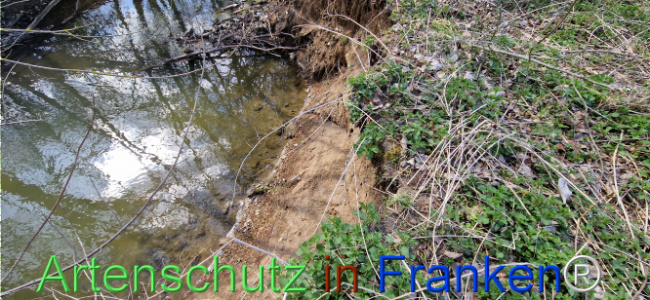 © Artenschutz in Franken® Bild zum Eintrag (1123684-160)
