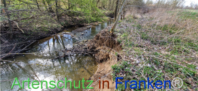 © Artenschutz in Franken® Bild zum Eintrag (1123685-160)