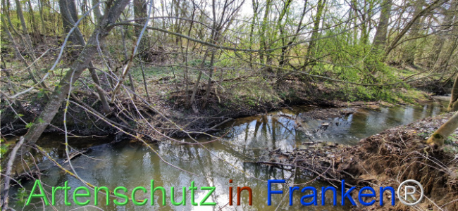 © Artenschutz in Franken® Bild zum Eintrag (1123686-160)