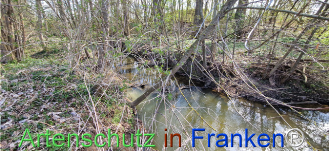 © Artenschutz in Franken® Bild zum Eintrag (1123687-160)