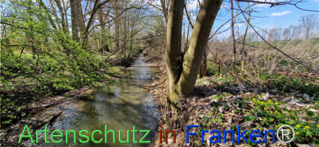© Artenschutz in Franken® Bild zum Eintrag (1123688-160)