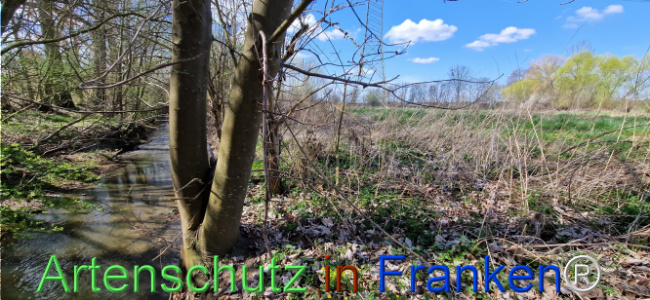 © Artenschutz in Franken® Bild zum Eintrag (1123689-160)