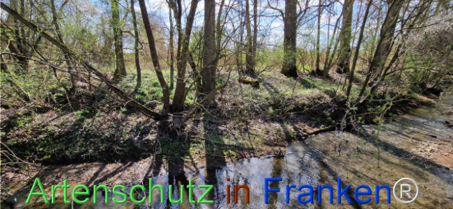 © Artenschutz in Franken® Bild zum Eintrag (1123690-160)