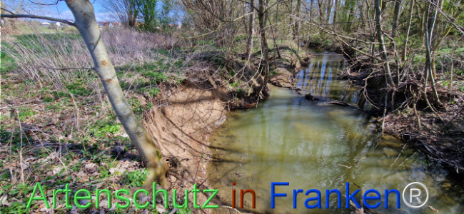 © Artenschutz in Franken® Bild zum Eintrag (1123691-160)