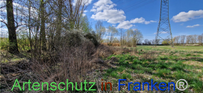 © Artenschutz in Franken® Bild zum Eintrag (1123692-160)