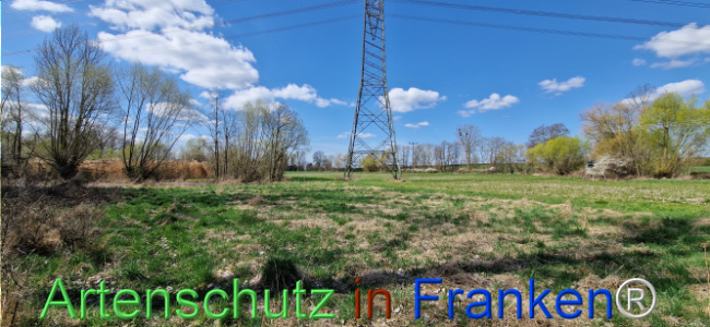 © Artenschutz in Franken® Bild zum Eintrag (1123694-160)