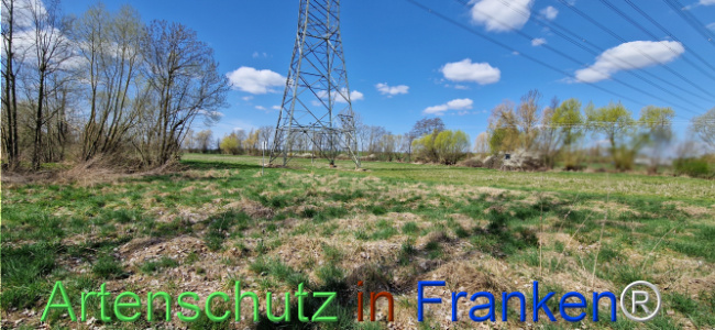 © Artenschutz in Franken® Bild zum Eintrag (1123695-160)