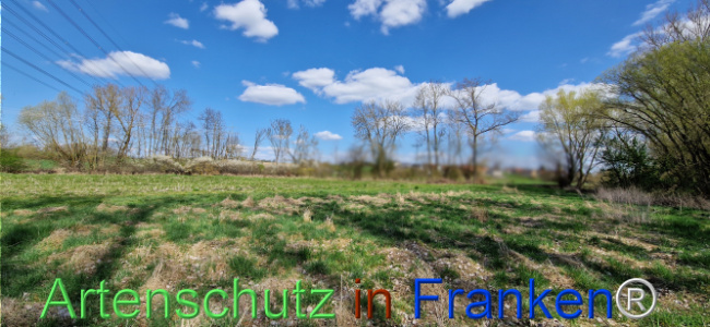 © Artenschutz in Franken® Bild zum Eintrag (1123696-160)