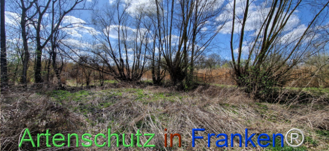 © Artenschutz in Franken® Bild zum Eintrag (1123697-160)