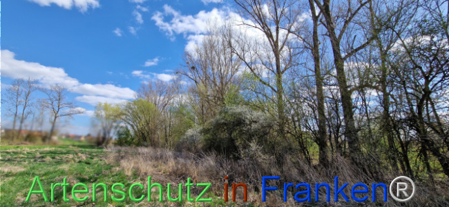 © Artenschutz in Franken® Bild zum Eintrag (1123698-160)