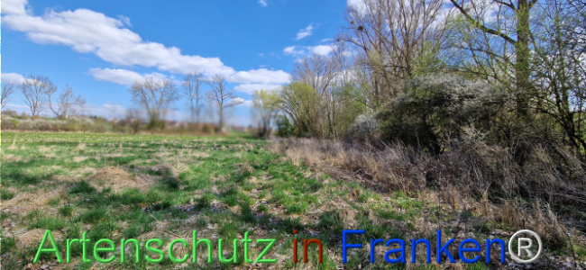 © Artenschutz in Franken® Bild zum Eintrag (1123699-160)