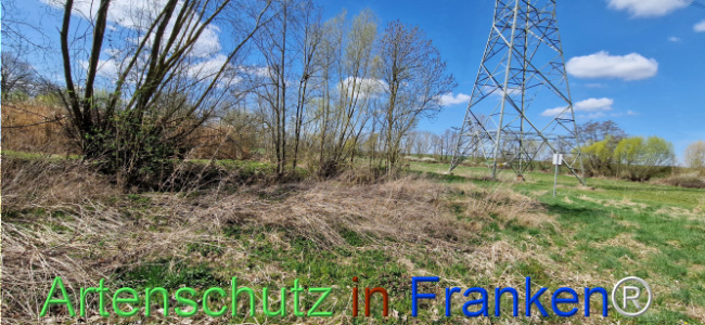 © Artenschutz in Franken® Bild zum Eintrag (1123700-160)