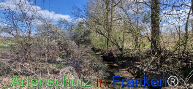 © Artenschutz in Franken® Bild zum Eintrag (1123701-160)