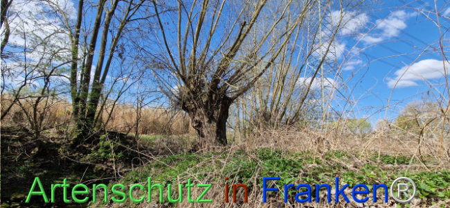 © Artenschutz in Franken® Bild zum Eintrag (1123702-160)