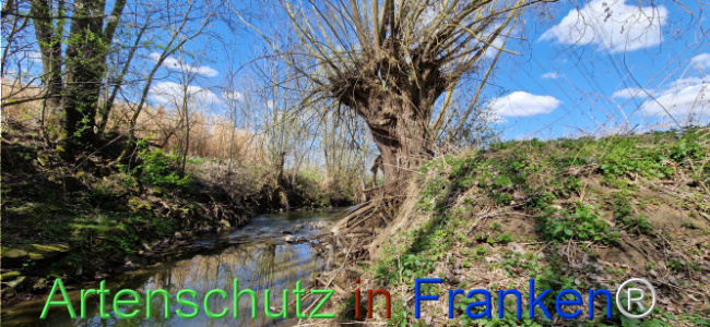 © Artenschutz in Franken® Bild zum Eintrag (1123719-160)