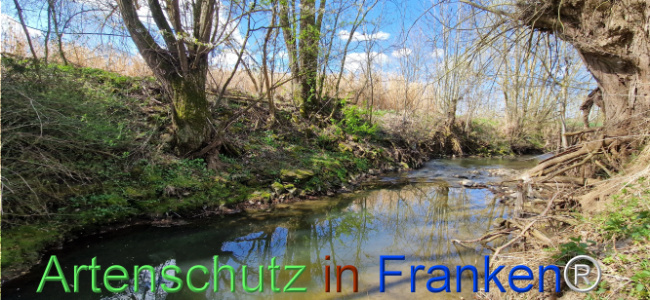 © Artenschutz in Franken® Bild zum Eintrag (1123720-160)