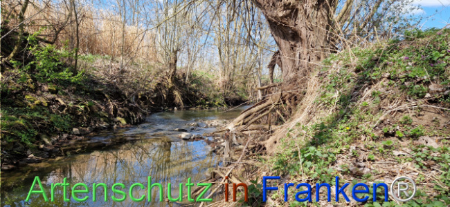 © Artenschutz in Franken® Bild zum Eintrag (1123721-160)