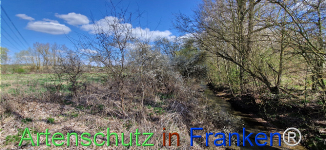 © Artenschutz in Franken® Bild zum Eintrag (1123722-160)