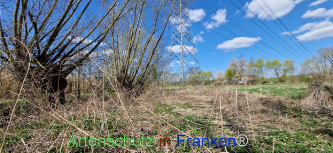 © Artenschutz in Franken® Bild zum Eintrag (1123724-160)