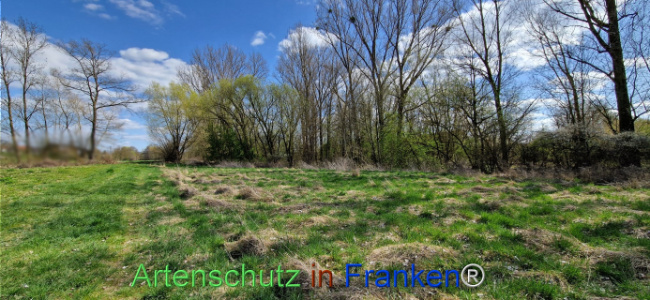 © Artenschutz in Franken® Bild zum Eintrag (1123725-160)