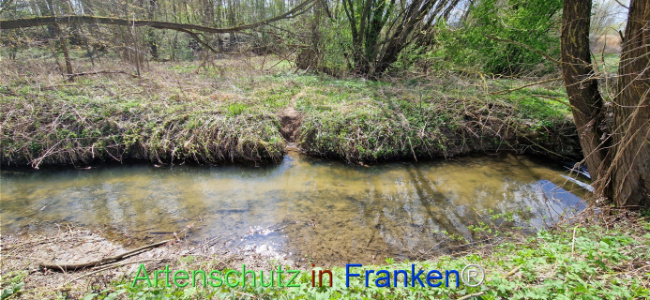 © Artenschutz in Franken® Bild zum Eintrag (1123726-160)