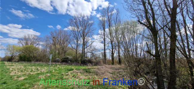 © Artenschutz in Franken® Bild zum Eintrag (1123727-160)