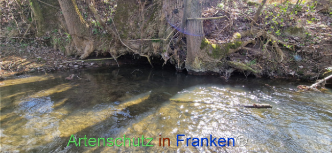 Bild zum Eintrag (1123731-160)