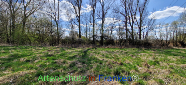 Bild zum Eintrag (1123732-160)